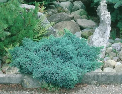 Himalaya-en 'Blue Star' Krukodlad