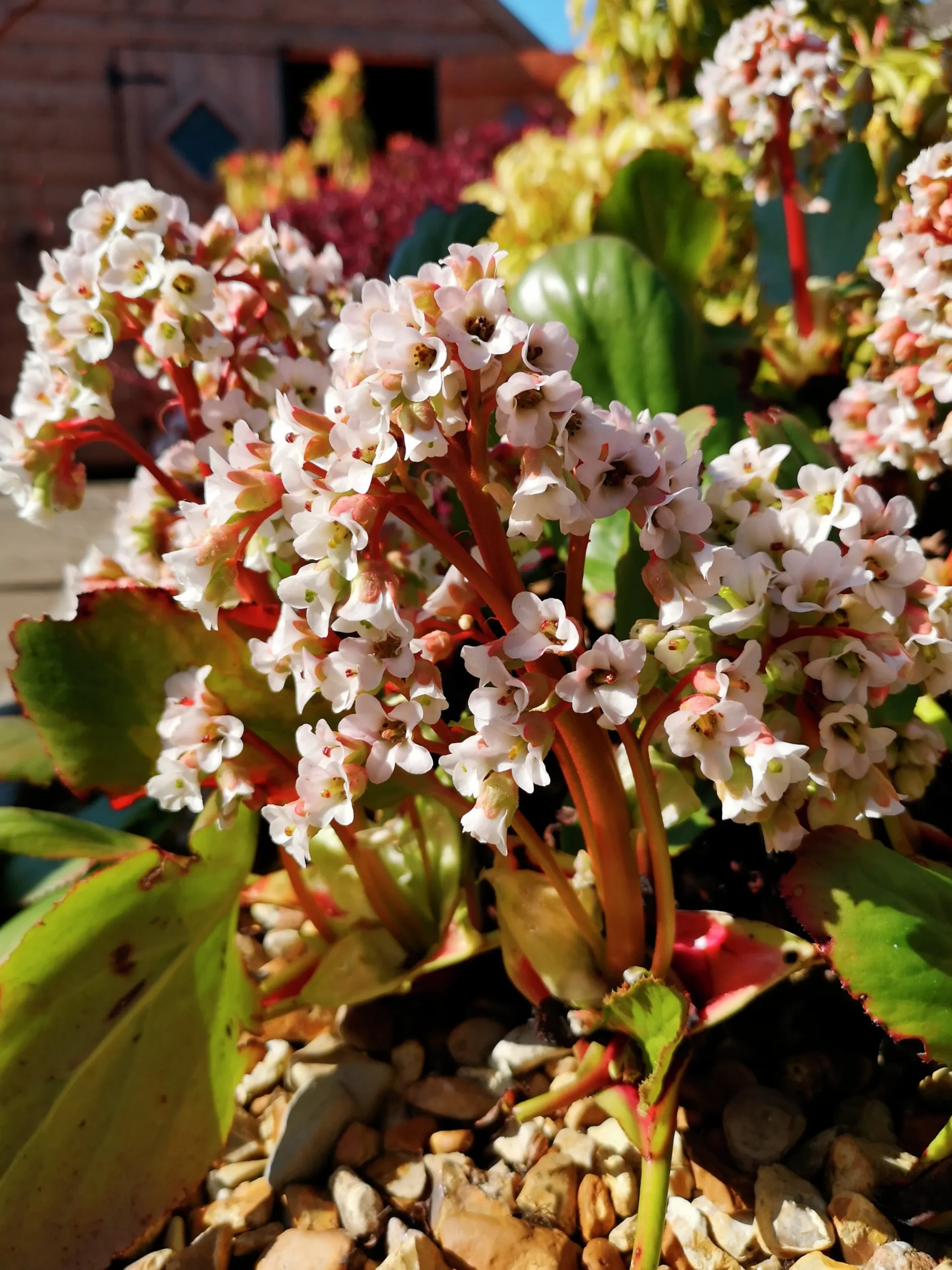 Hjärtbergenia 'Bessingham White'