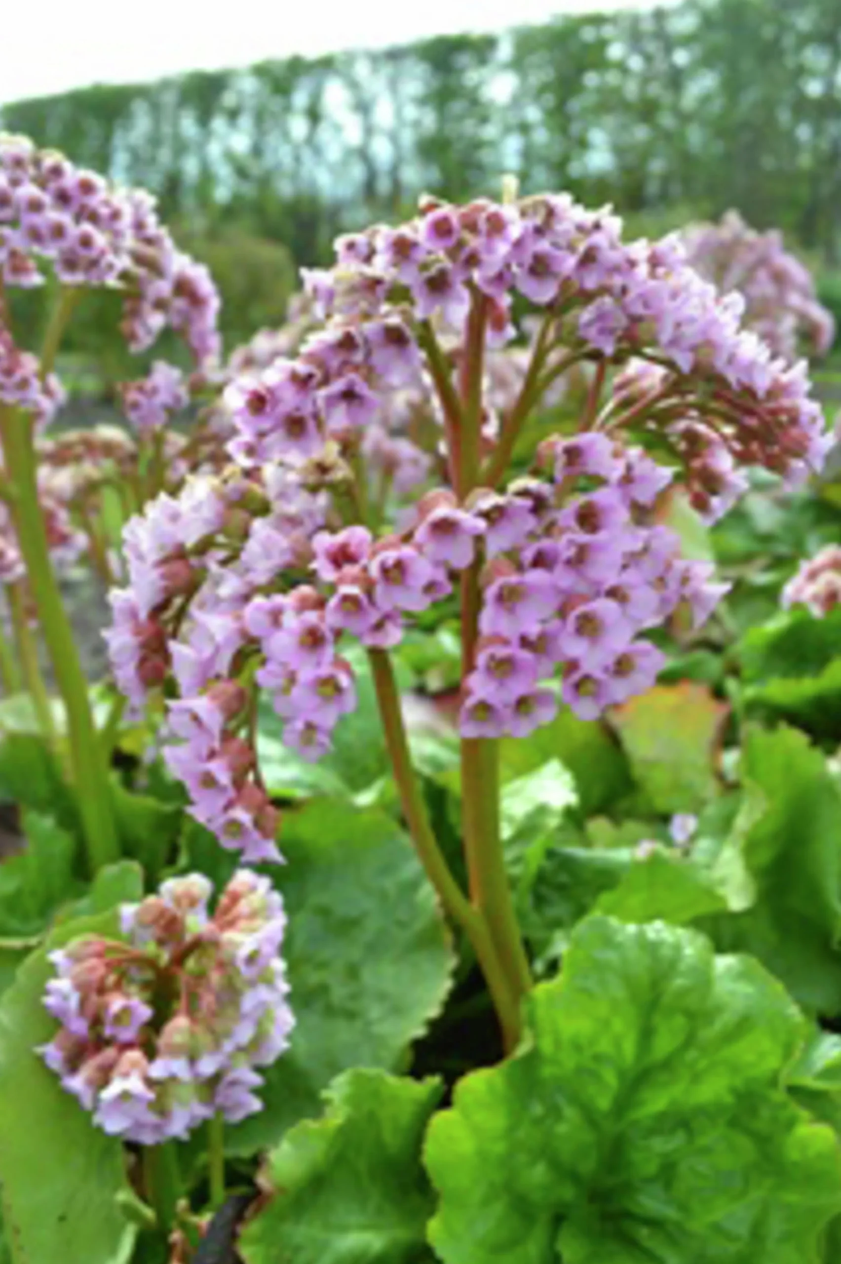Hjärtbergenia 'Möja'