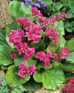 Hjärtbergenia 'Rotblum'