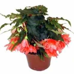 Hängbegonia lat. Begonia x tuberhybrida Pendula