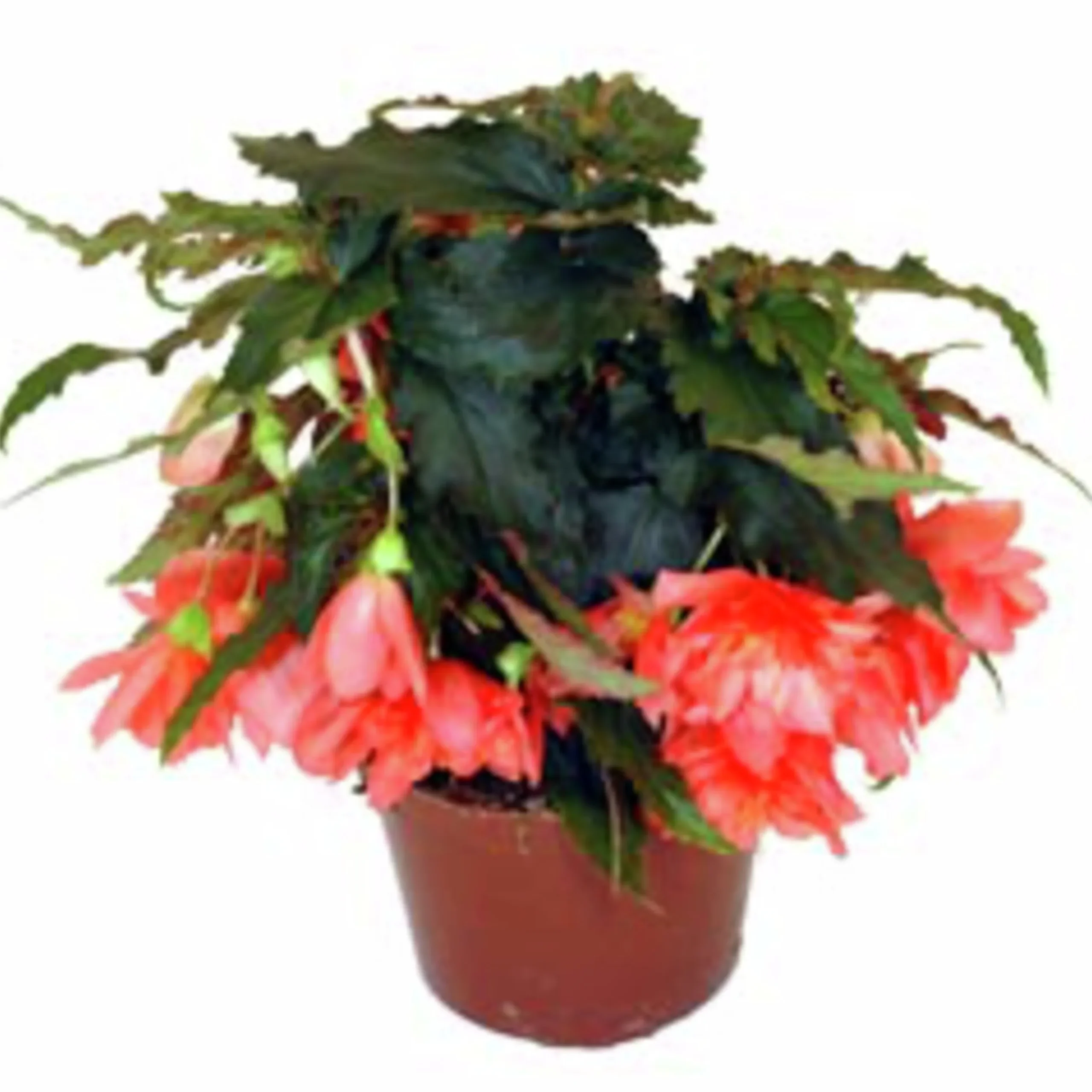 Hängbegonia lat. Begonia x tuberhybrida Pendula
