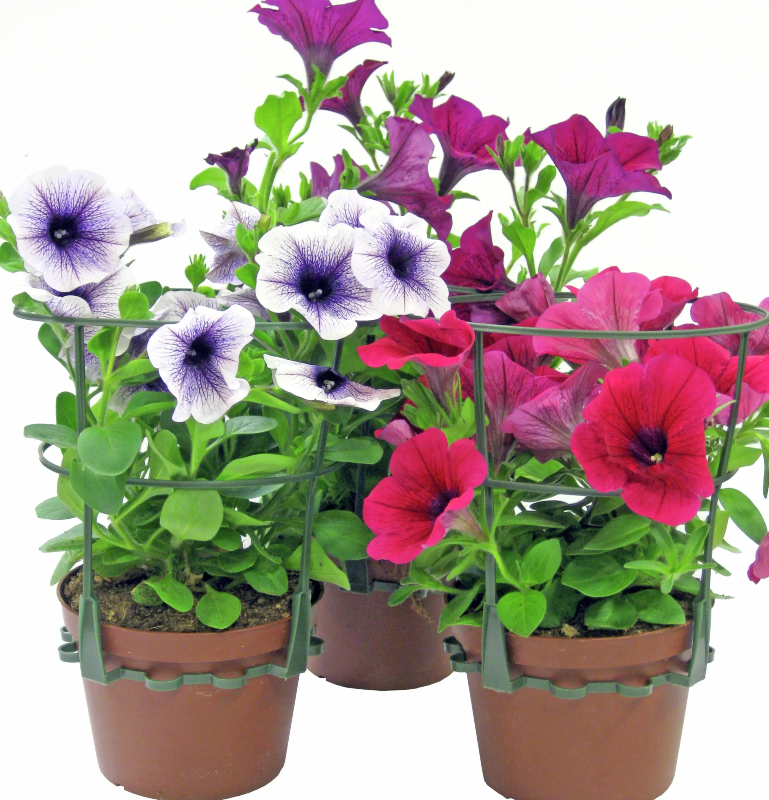 Hängpetunia lat. Petunia x hybrida Surfinia