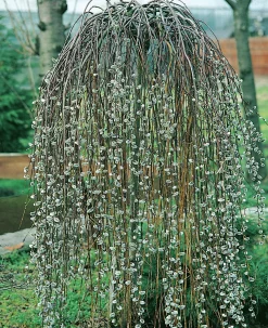 Hängsälg 'Kilmarnock'