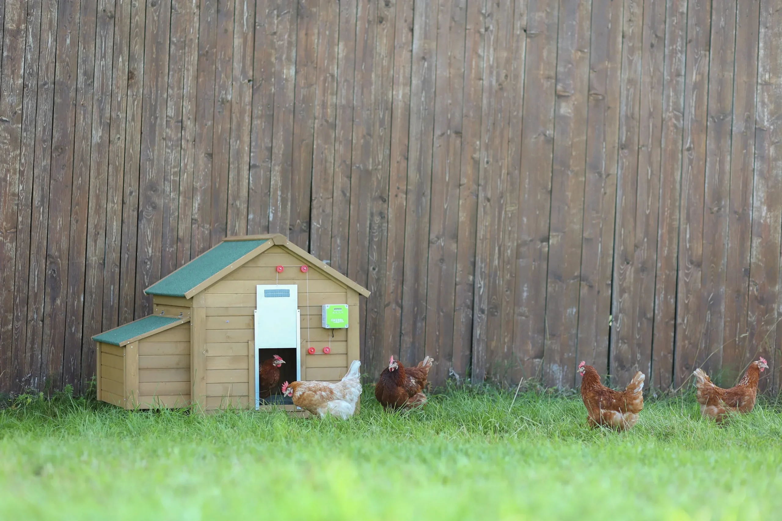 Hönslucka Kerbl med automatisk lucköppnare 430x400mm