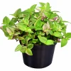 Homejoy lat. Sedum Pilea Mix