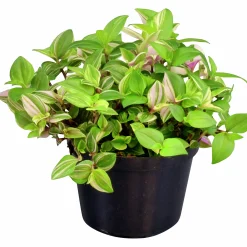 Homejoy lat. Sedum Pilea Mix