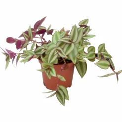 Homejoy lat. Sedum Pilea Mix