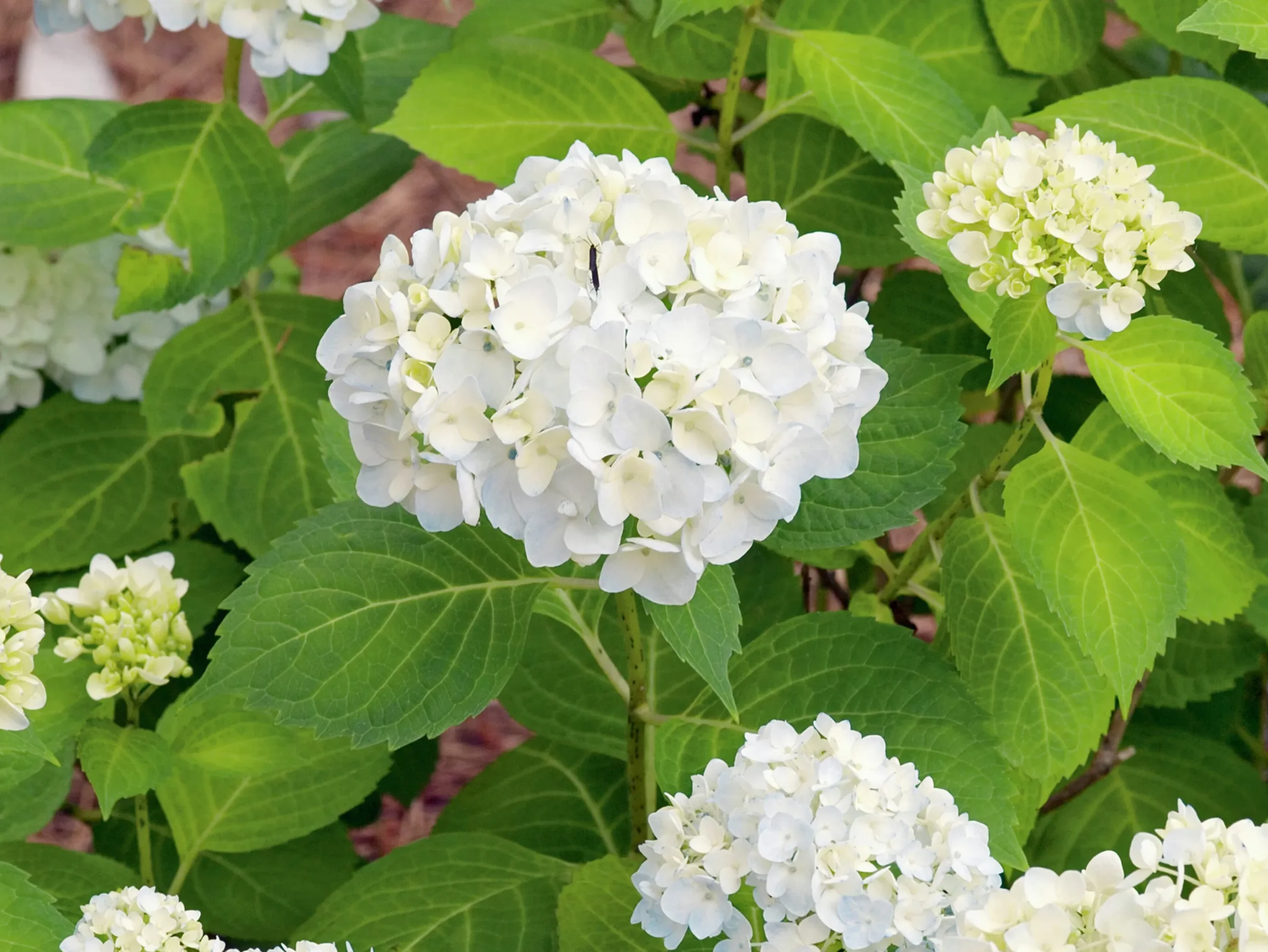 Hortensia 'Blushing Bride' Krukodlad