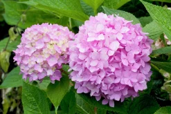 Hortensia 'Blushing Bride' Krukodlad
