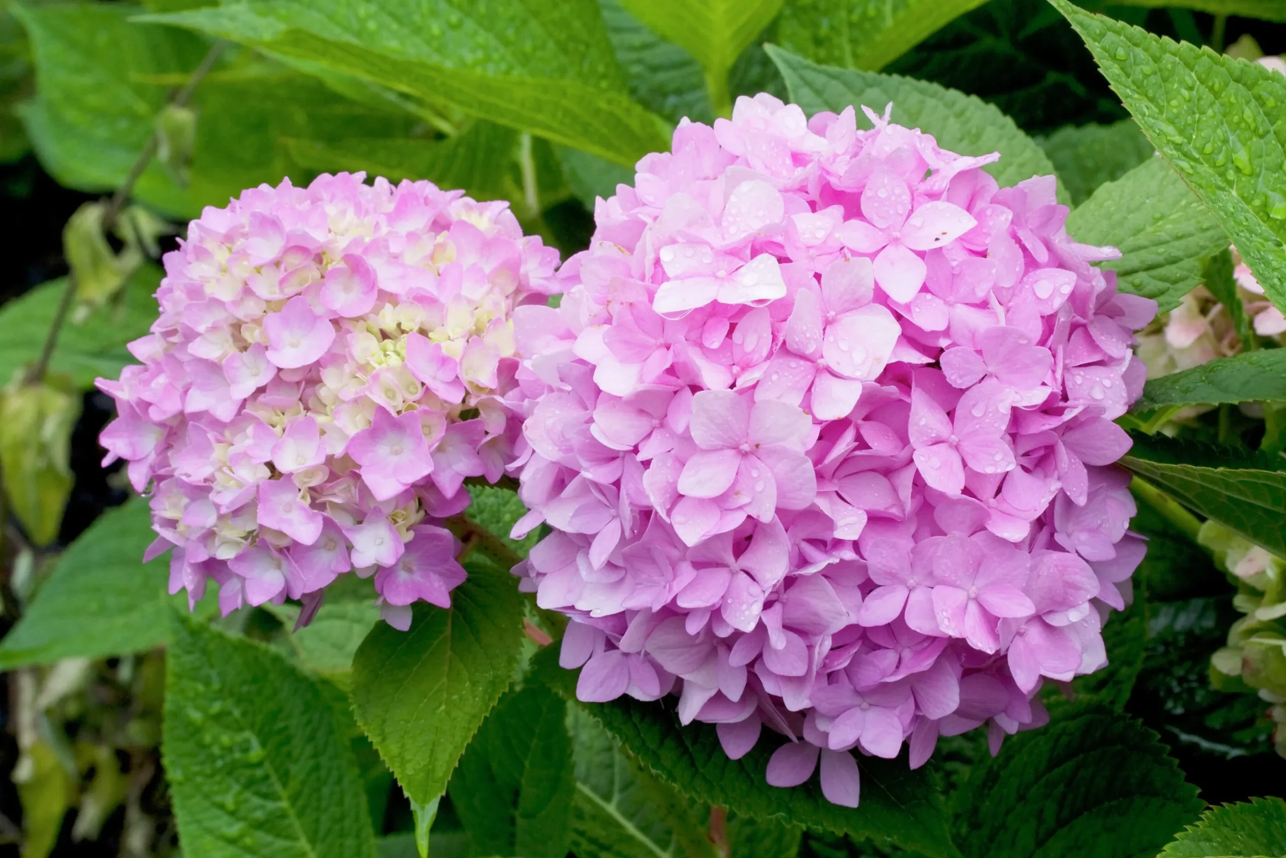 Hortensia 'Blushing Bride' Krukodlad
