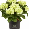 Hortensia 21cm