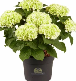 Hortensia 21cm