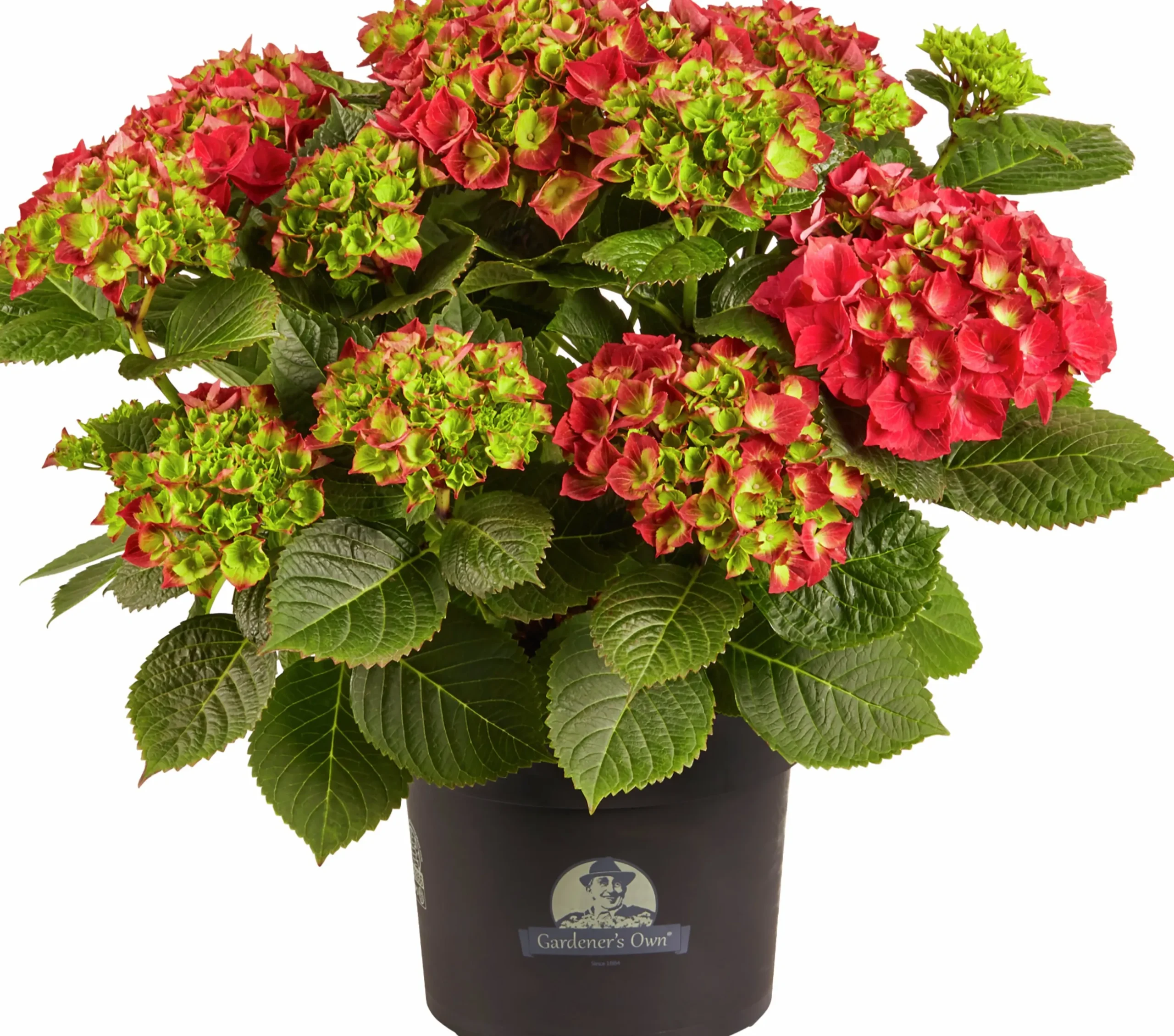 Hortensia 21cm