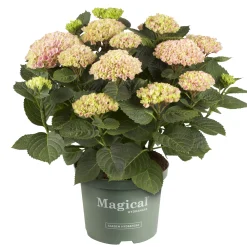 Hortensia Magical 23cm kruka