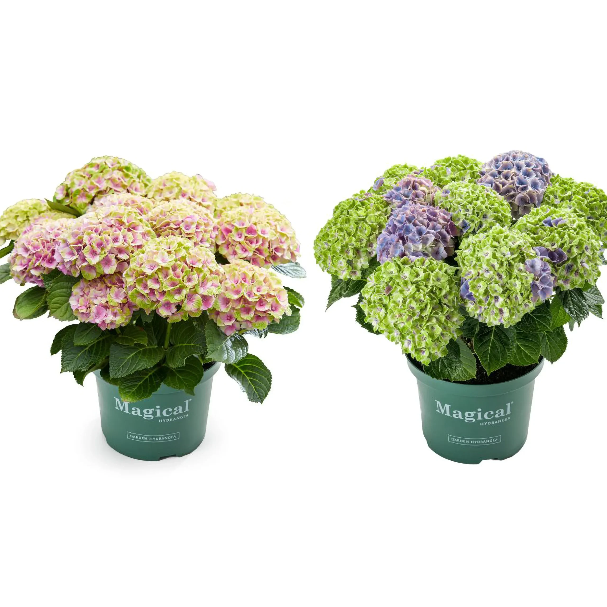 Hortensia Magical 23cm kruka