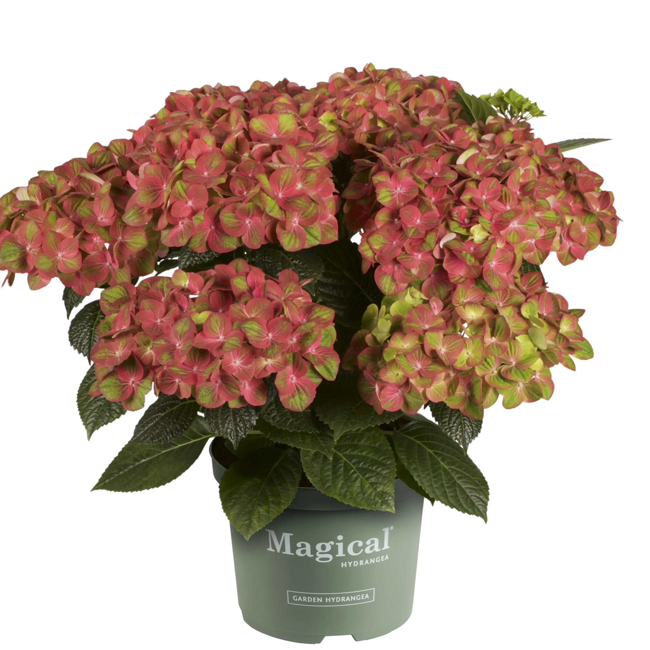 Hortensia Magical 23cm kruka