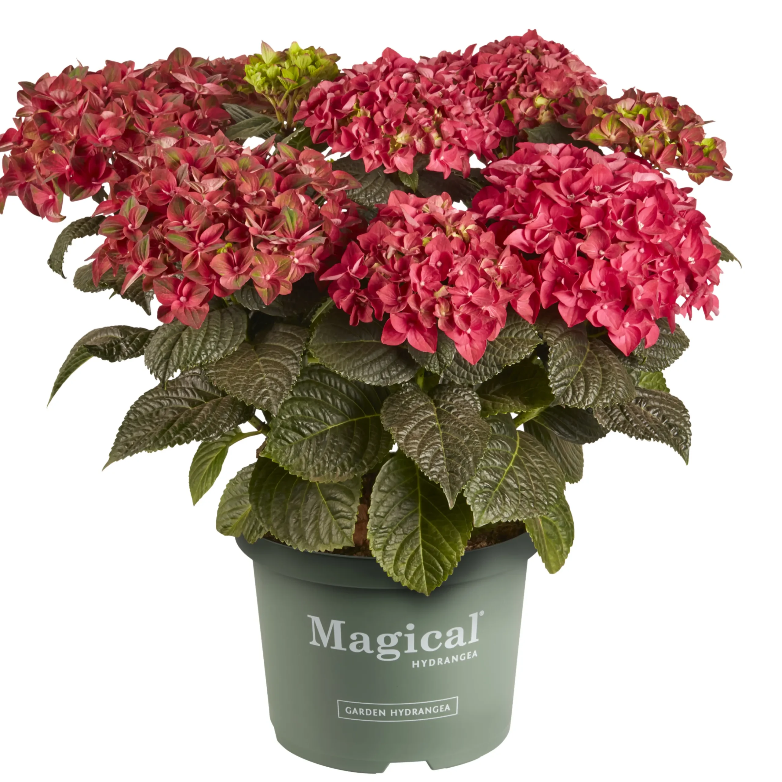 Hortensia Magical 23cm kruka