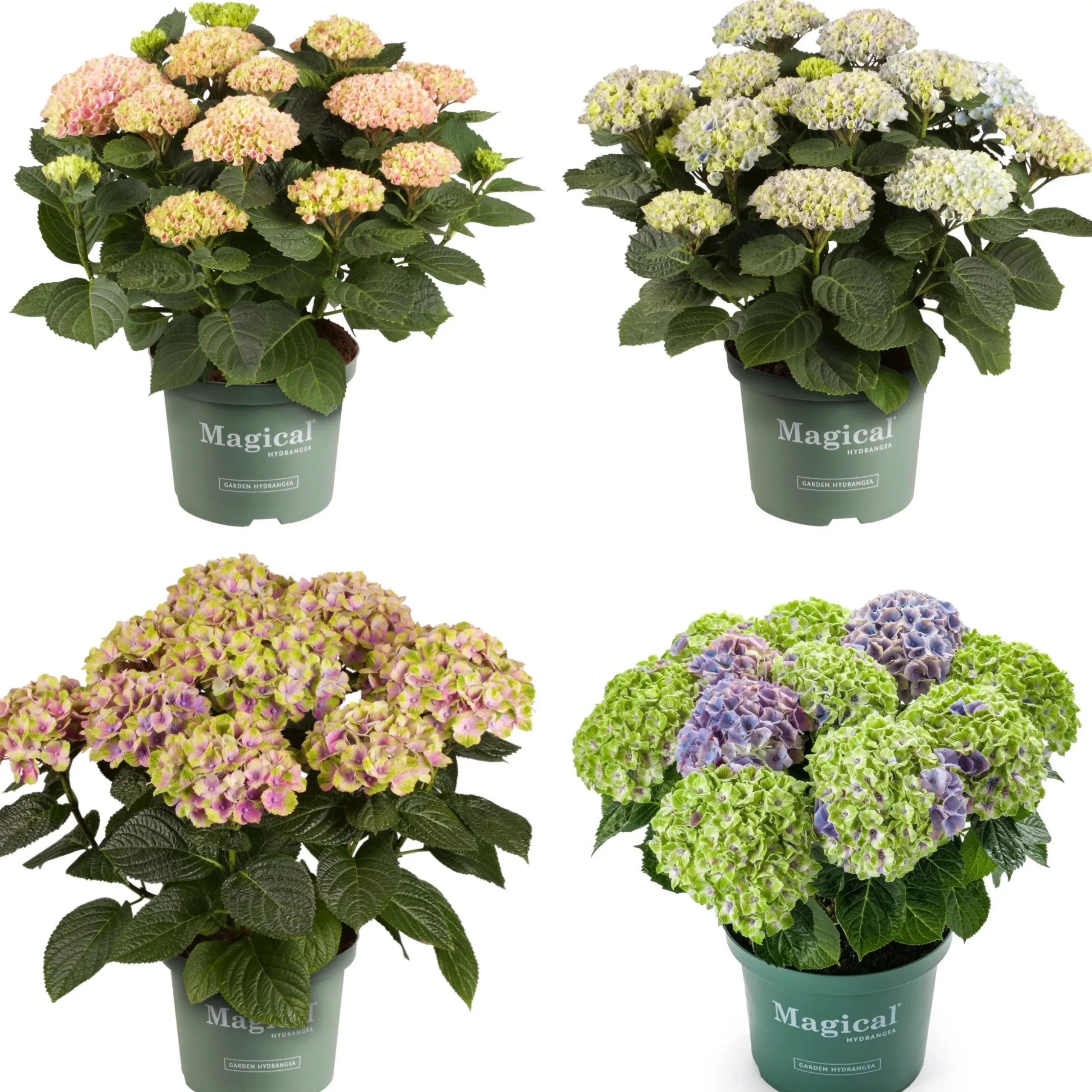 Hortensia Magical 23cm kruka