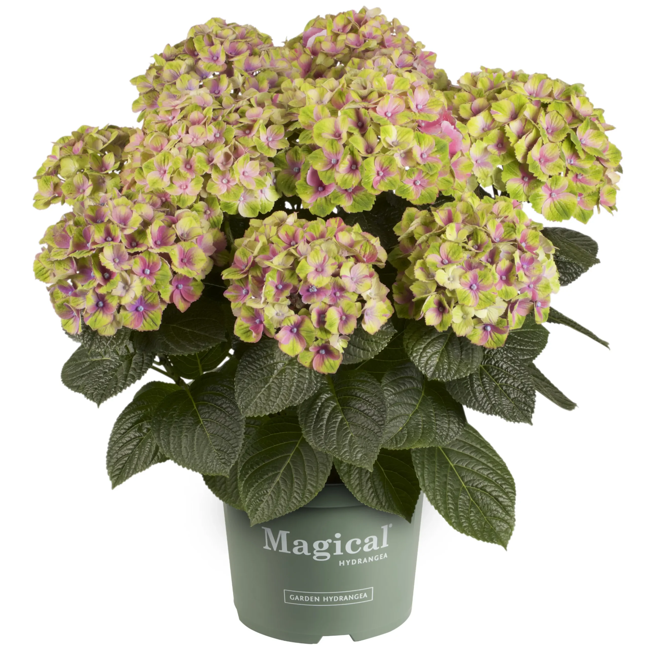 Hortensia Magical 23cm kruka