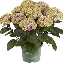 Hortensia Magical 23cm kruka
