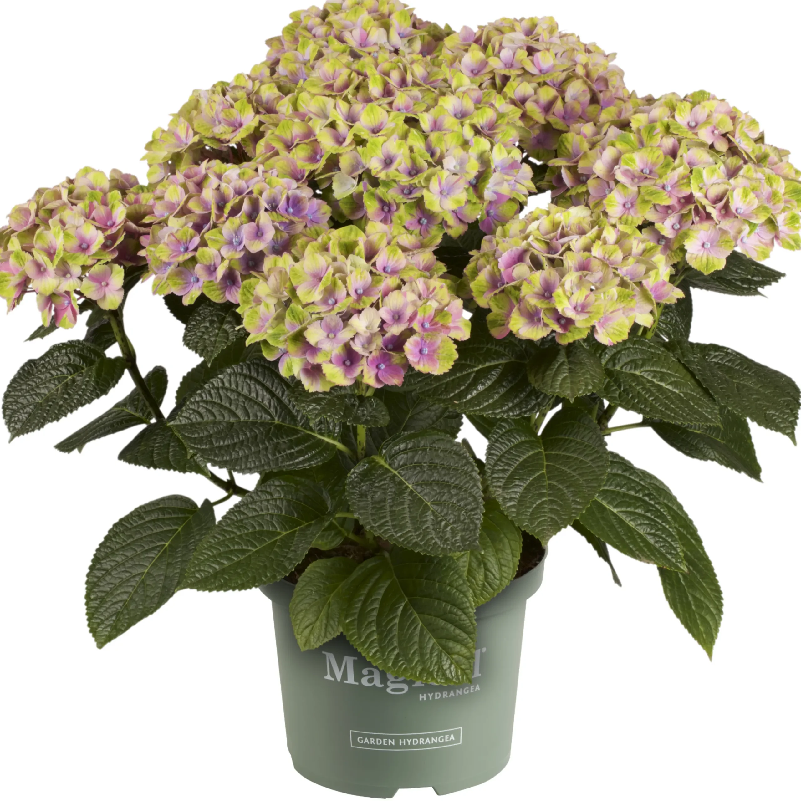 Hortensia Magical 23cm kruka
