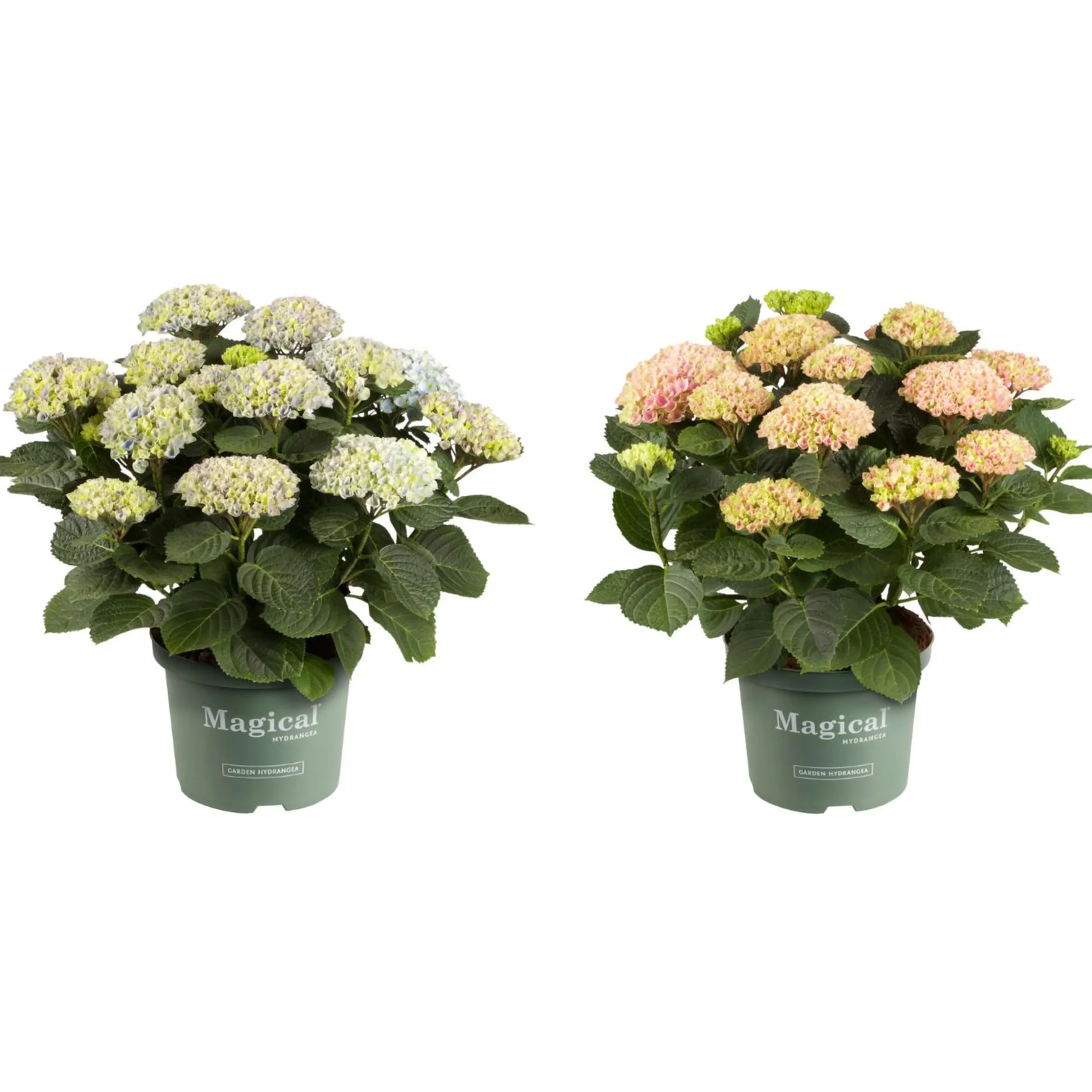Hortensia Magical 23cm kruka