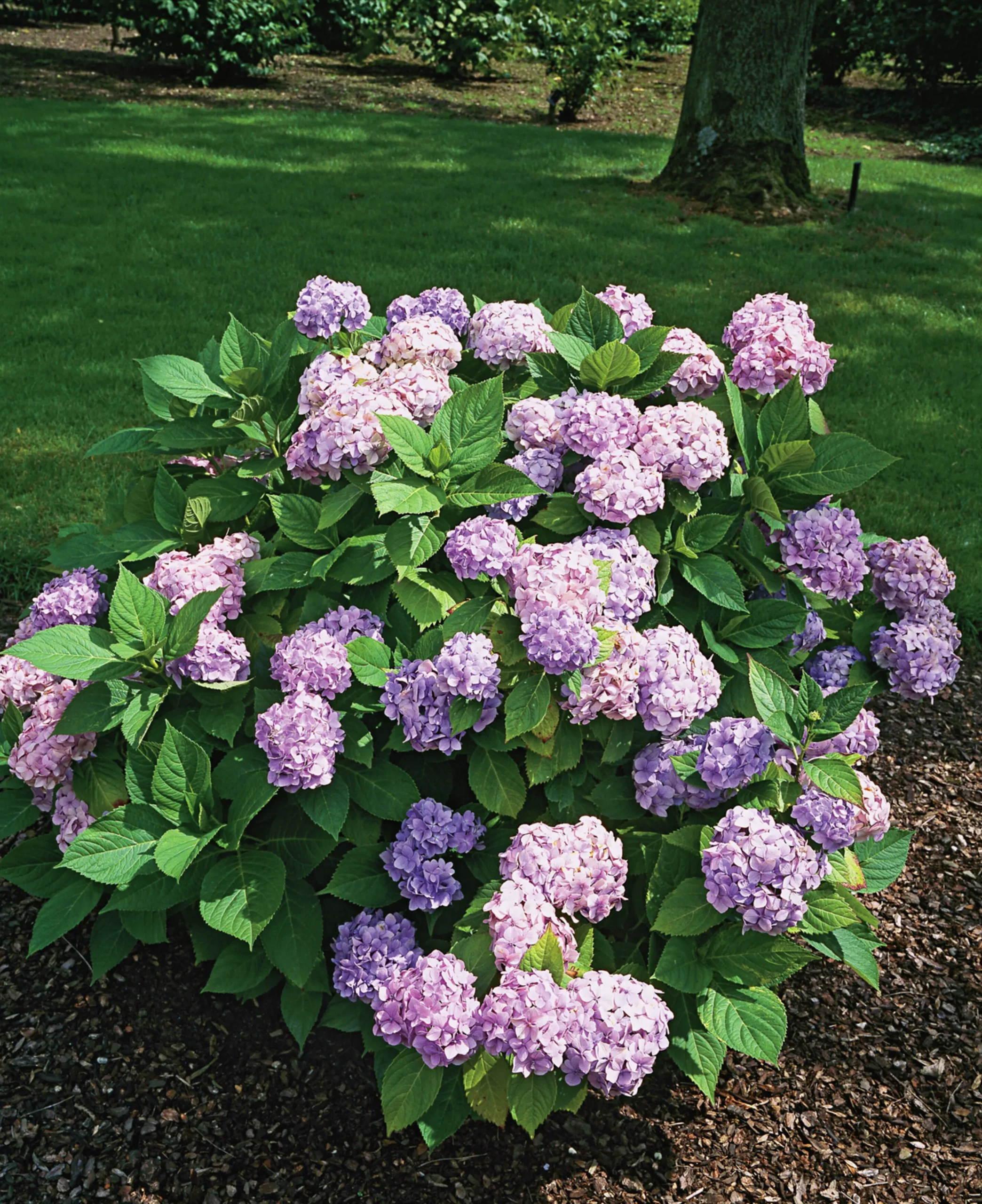 Hortensia 'Nikko Blue' Krukodlad