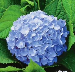 Hortensia 'Nikko Blue' Krukodlad
