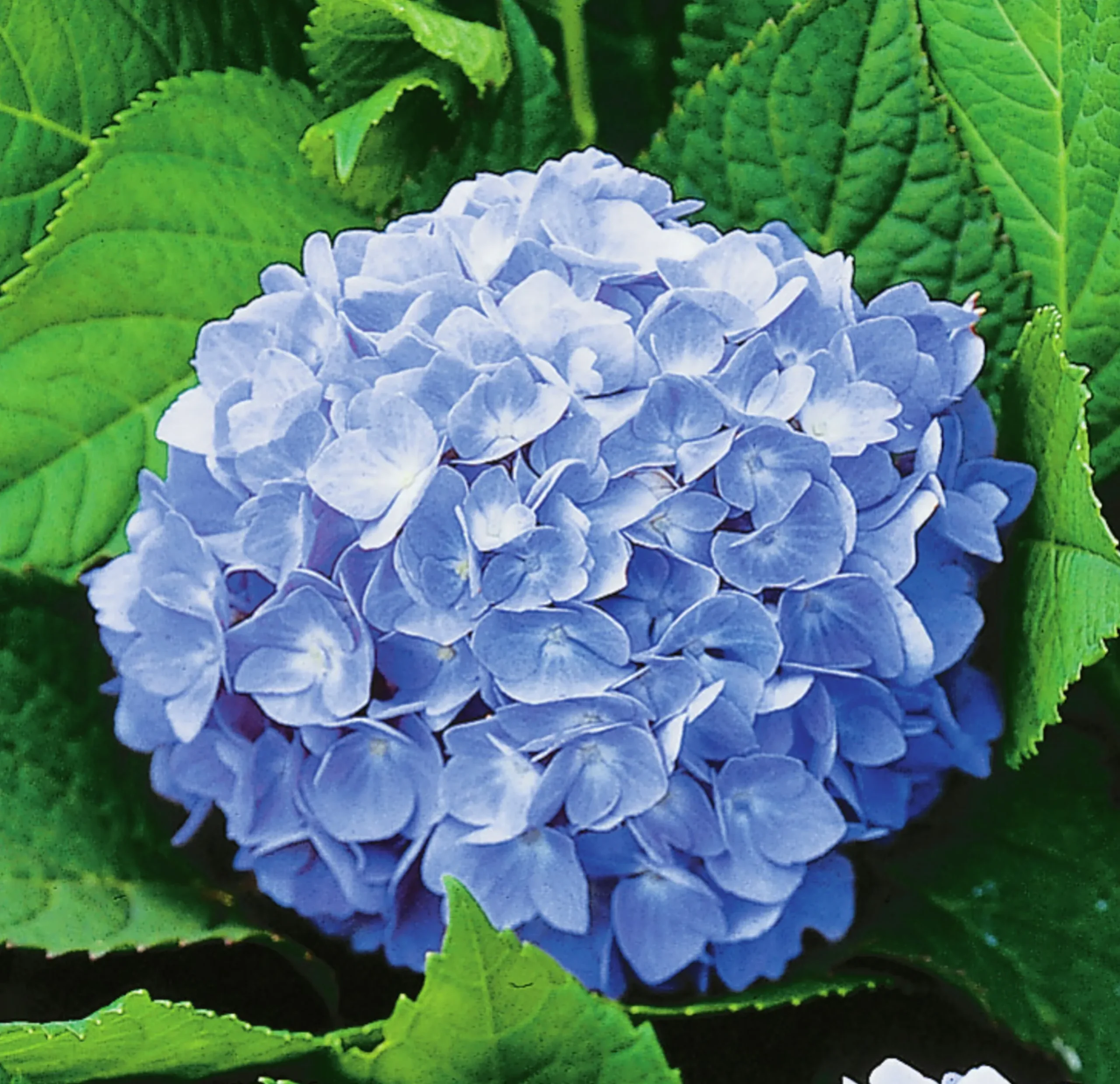 Hortensia 'Nikko Blue' Krukodlad