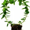 Hoya lat. Hoya australis På Båge