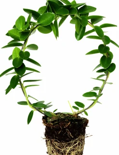 Hoya lat. Hoya australis På Båge