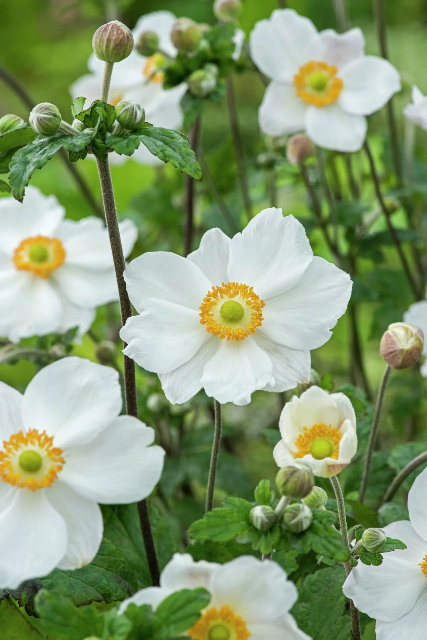 Höstanemon 'Honorine Jobert'