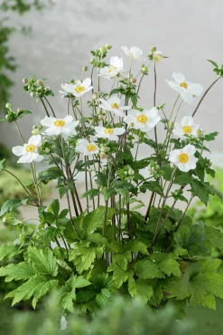 Höstanemon 'Honorine Jobert'
