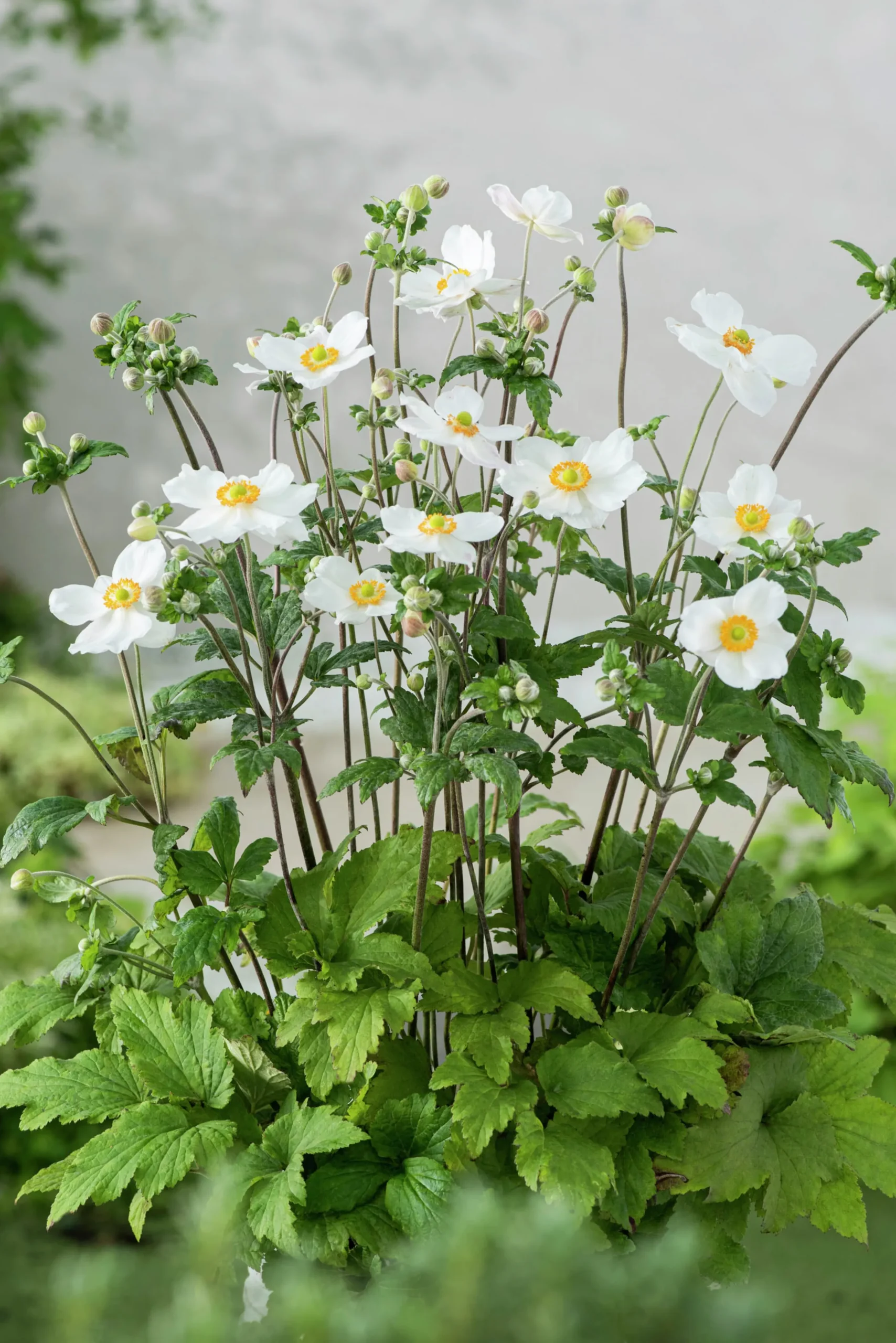 Höstanemon 'Honorine Jobert'