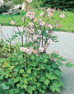 Höstanemon 'Königin Charlotte'