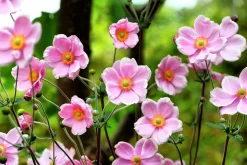 Höstanemon 'Robustissima'