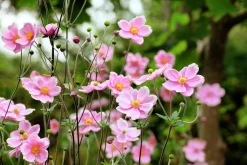 Höstanemon 'Robustissima'