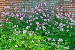 Höstanemon 'Robustissima'