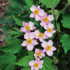 Höstanemon 'Robustissima' 2L