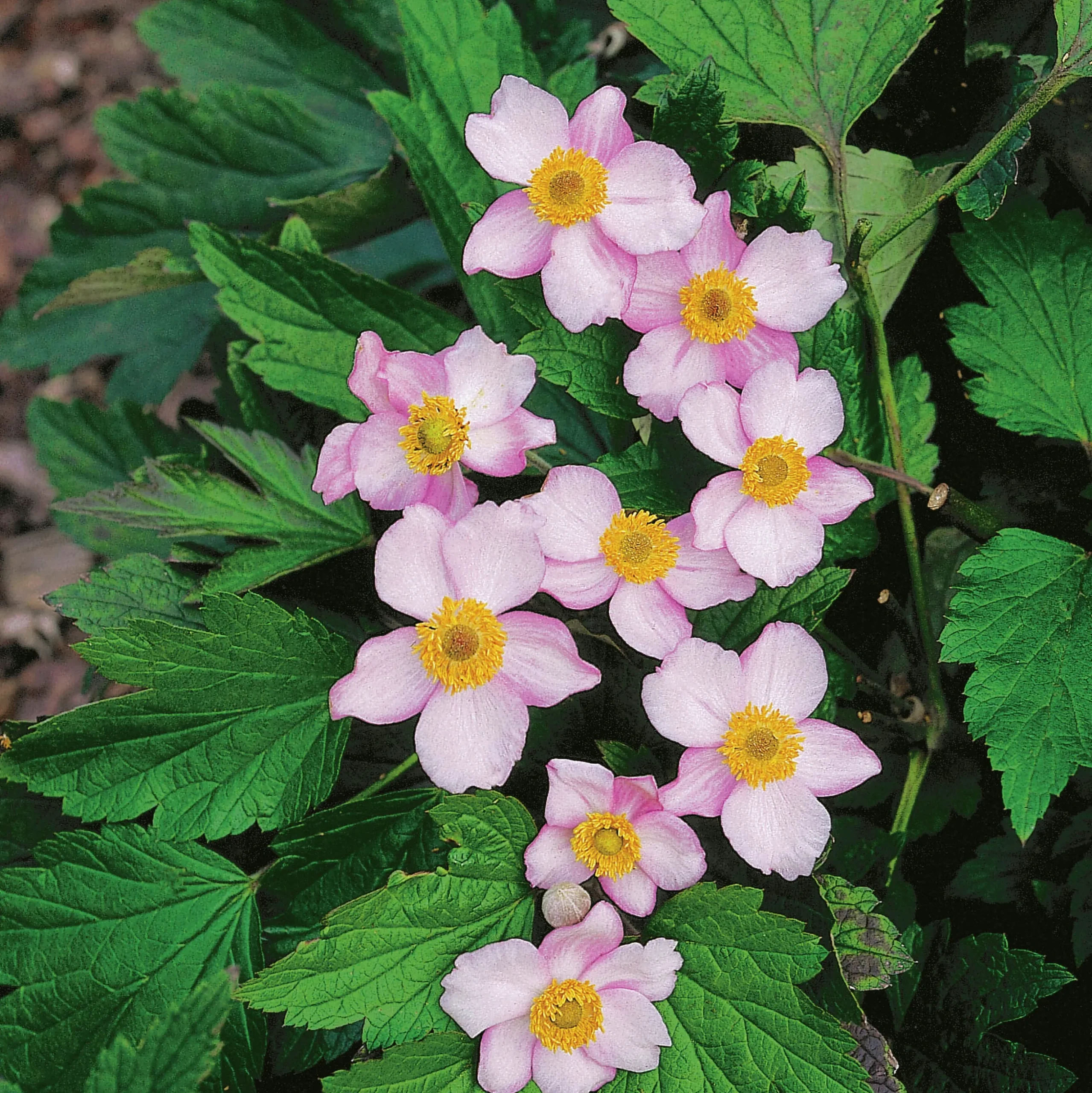 Höstanemon 'Robustissima' 2L
