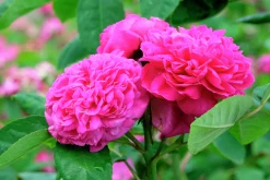 Höstdamascenerros 'Rose de Rescht' Barrotad