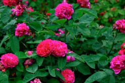 Höstdamascenerros 'Rose de Rescht' Barrotad