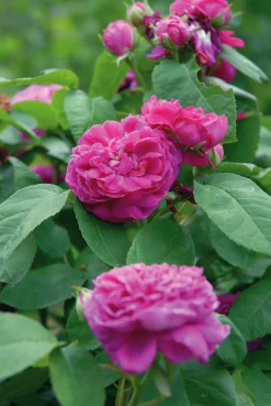 Höstdamascenerros 'Rose de Rescht' Barrotad