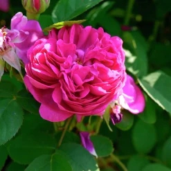 Höstdamascenerros 'Rose de Rescht' Barrotad