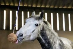 Hästgodis Likit Stallboll Granolo Äpple 1,5kg
