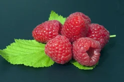Hösthallon 'Polka'