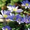 Höstlök Nelson Garden Balkansippa Blue Shades