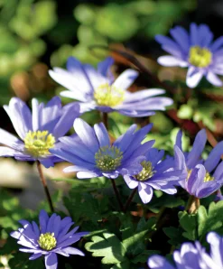 Höstlök Nelson Garden Balkansippa Blue Shades