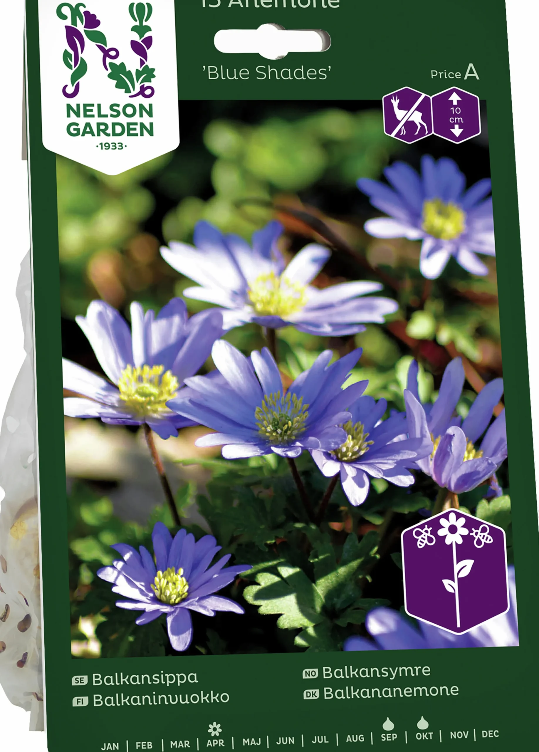 Höstlök Nelson Garden Balkansippa Blue Shades